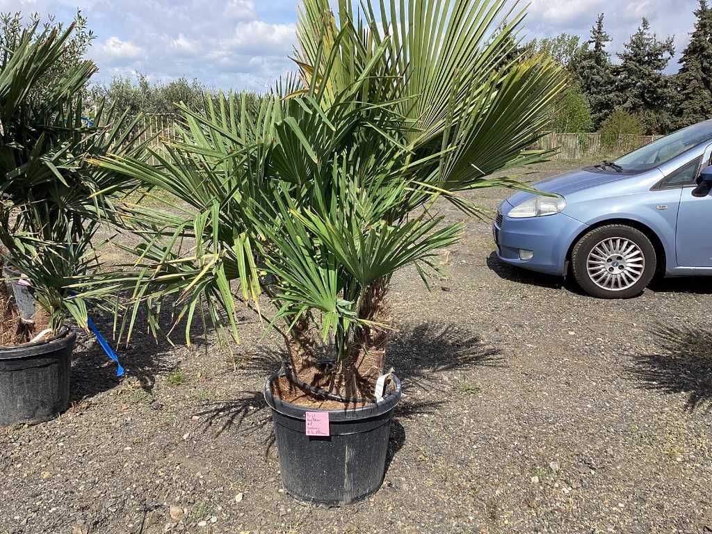 3 x Hemp Palm (Hardy - Lot)