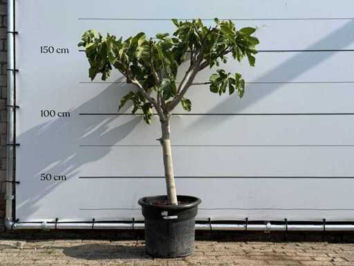 Niski pień drzewa figowego - Ficus carica - wysokość ok. 160 cm