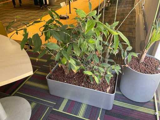 Plante hydroponique avec pot