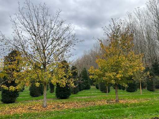 Acer campestre (14x)