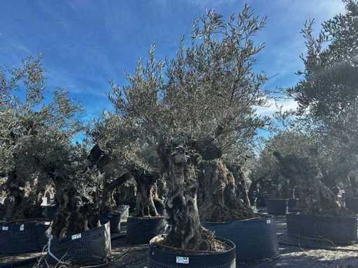Centuries-old olive tree in basket