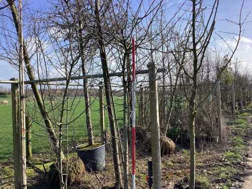 Wilde Appel - Meerstammige boom