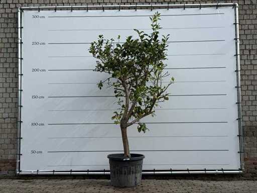 Lemon tree - Citrus Limon - height approx. 250 cm