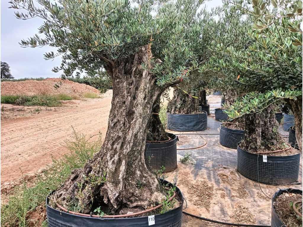 Eeuwenoude olijfboom in mand