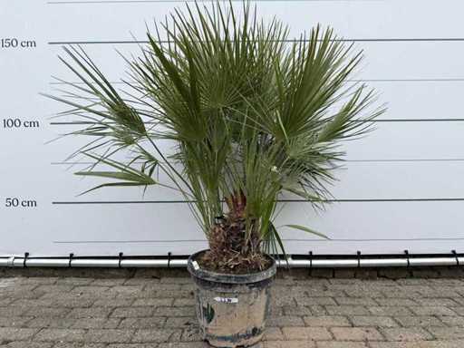 European dwarf palmetto M - Chamaerops Humilis - height approx. 150 cm