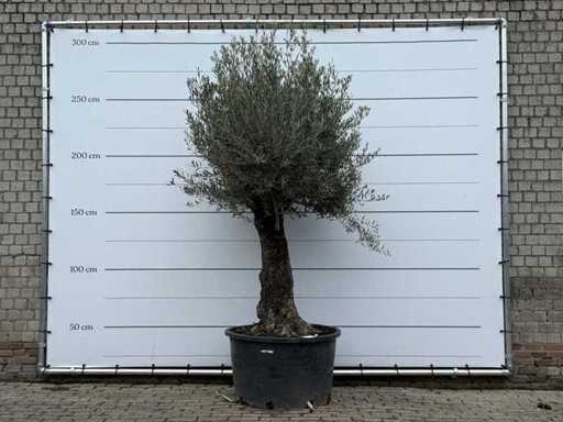 Olive tree old trunk - Olea Europaea - approx. 75 years old - height approx. 280 cm