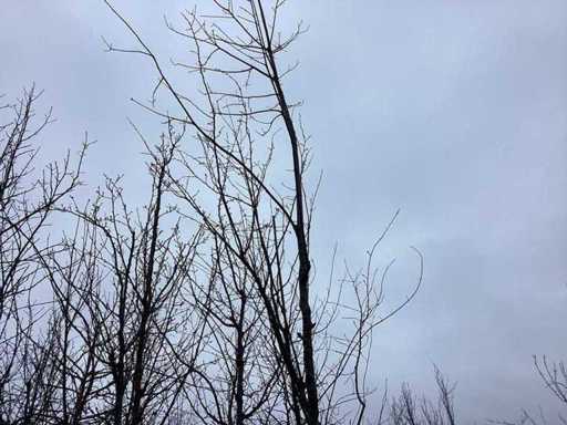 Stejar - Arbore topiar