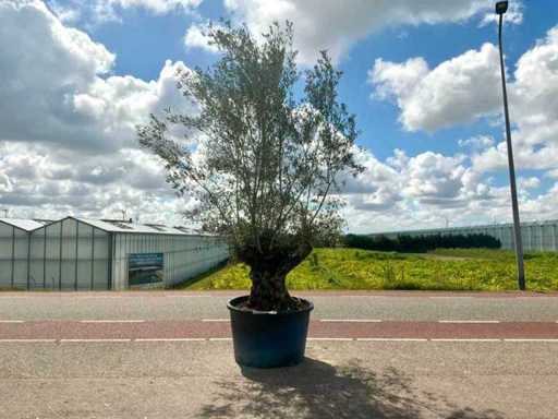 Olijfboom (Olea Europaea Lessini)