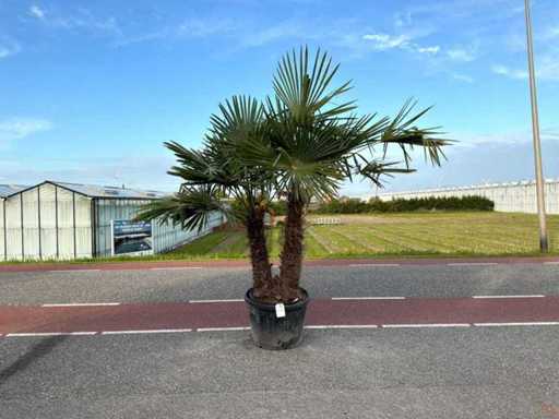 Podwójny pień palmy (Trachycarpus Fortunei)