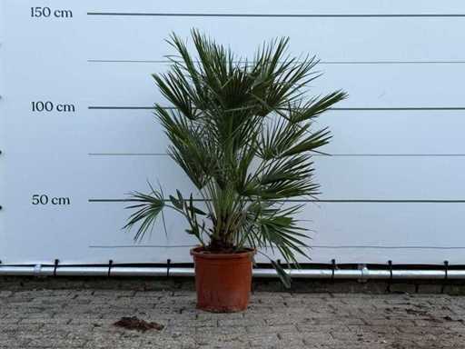 European dwarf palm S - Chamaerops Humilis - height approx. 130 cm