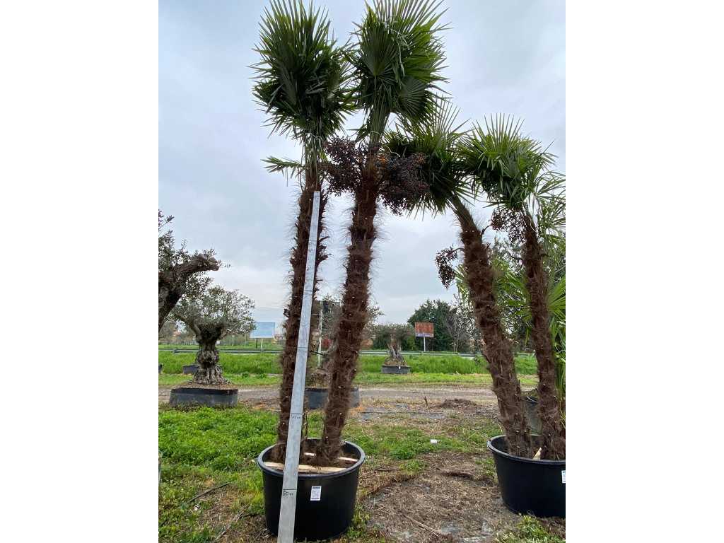 Spécimen palmier TRACHYCARPUS double en pot