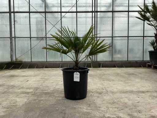 Palme (Trachycarpus fortunei)