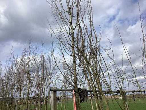 Hornbeam - Topiary trees