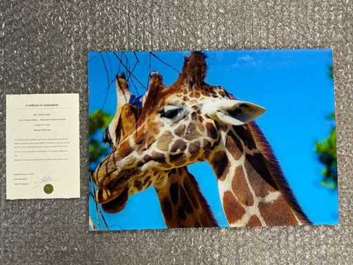 Fotografia "Mangiare giraffe"
