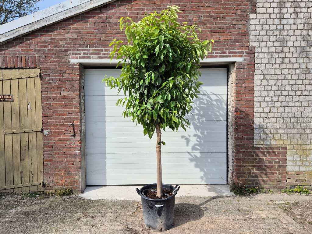 Portocală amară - Citrus Aurantium - Pomul fructifer - înălțime aprox. 250 cm