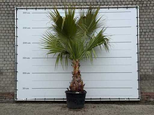 Mexican fan palm - Washingtonia Robusta - height approx. 280 cm