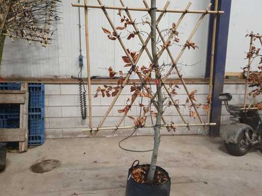 Buk czerwony - Espalier (3x)