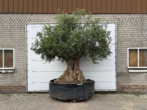 Bonsaï d’olivier XXL - Olea Europaea - environ 250 ans - hauteur environ 280 cm