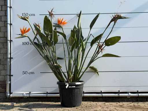 Plante oiseau de paradis - Strelitzia Reginae - hauteur environ 150 cm