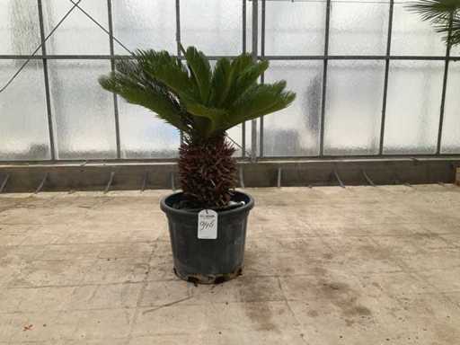 Palma (Cycas revoluta)