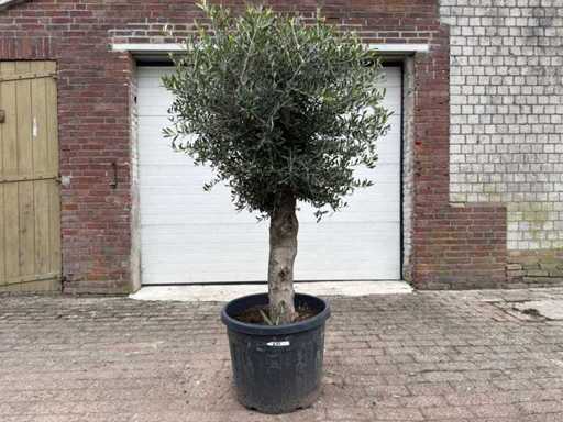 Olivenbaum kugelförmig M – Olea Europaea – Höhe ca. 170 cm