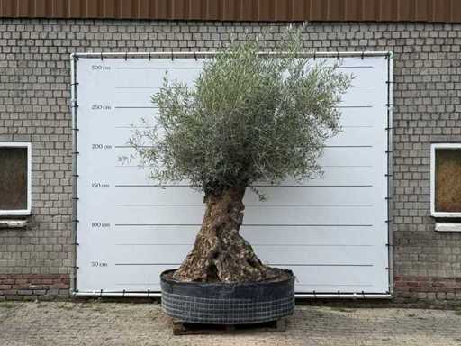 Bonsai d'ulivo XL - Olea Europaea - circa 150 anni - altezza circa 250 cm