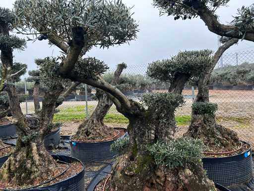Olijfboom - Olea Europea Pom Pom Secolare 