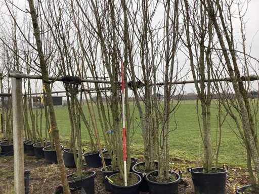 Japanese Cherry - Multi-stemmed tree (3x)