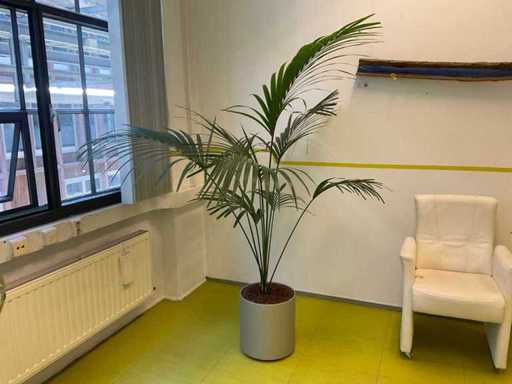 Hydroponic Plant With Pot