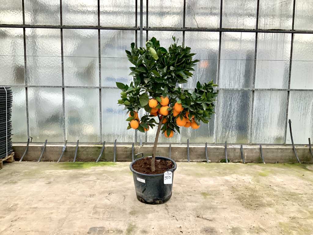 Orangenbaum (Citrus Sinensis)