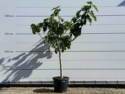 Trunchiul jos al smochinului - Ficus Carica - înălțime aprox. 200 cm