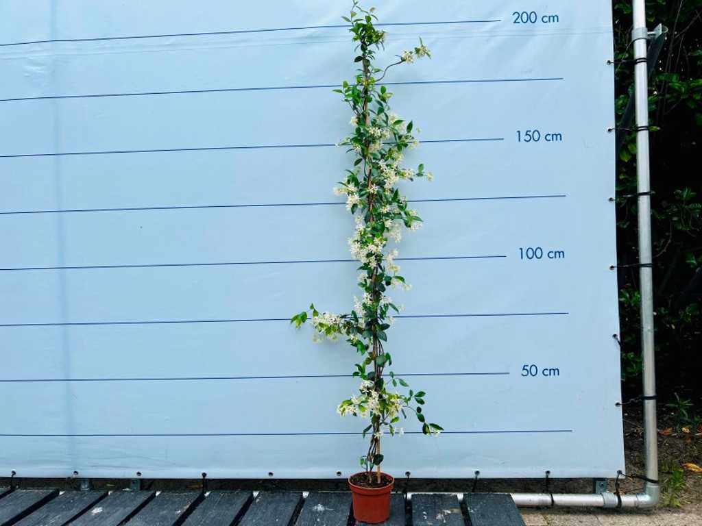 4x Tuscan jasmine 180/200 cm