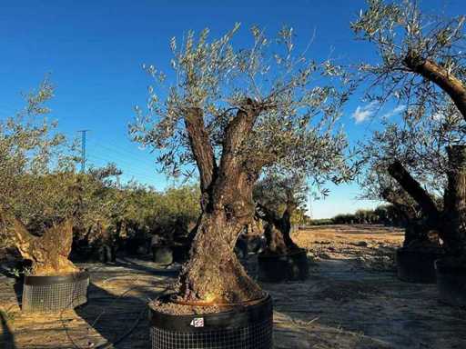 Jahrhundertealter Olivenbaum im Korb