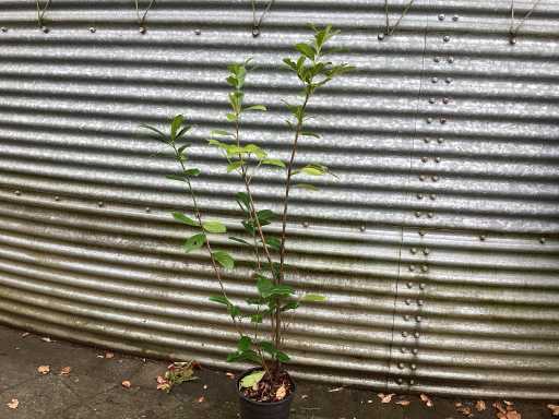 Haagplanten - Laurier (x20