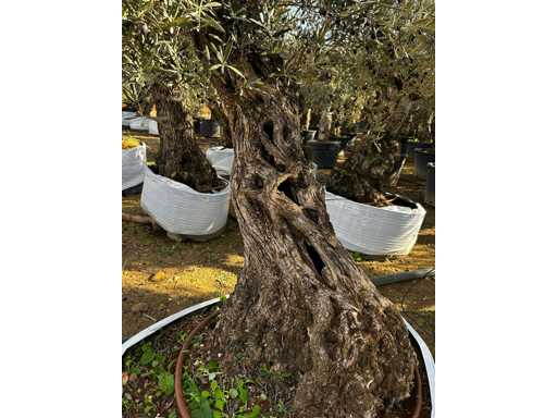  OLEA EUROPEA SECOLARE  