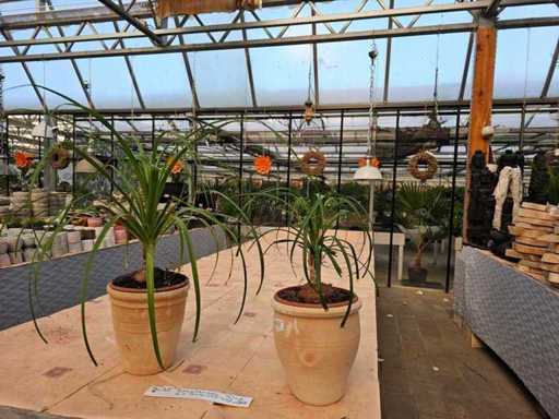 Set of 2 Elephant Feet (Beaucarnea) in Terracotta Pots