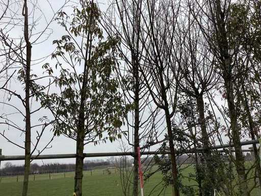 Hornbeam - Topiary Tree