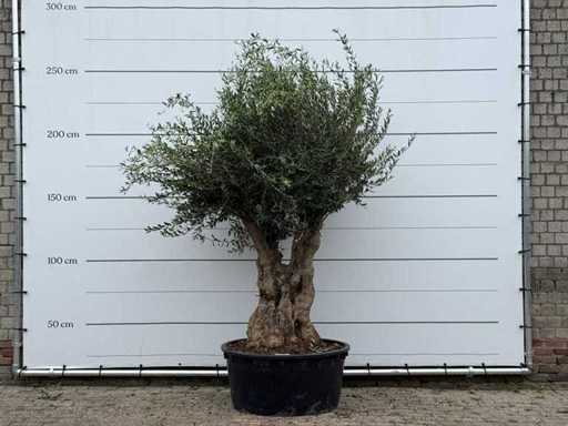 Olivo Tortuga XL - Olea Europaea - circa 80 anni - altezza circa 250 cm