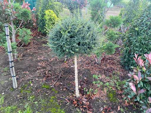 Ligustrum spherical shape on trunk (with root ball) Ornamental tree