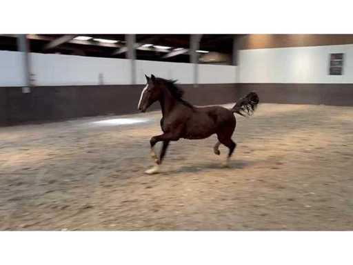 Harness horse / foal