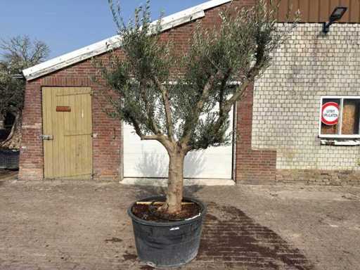 Olivier Andalousie XXL - Olea Europaea - 50 ans - Taille environ 250 cm 