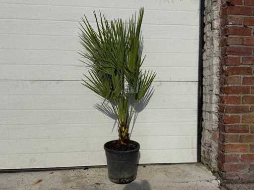 Europäische Zwergpalme – Chamaerops humilis – Höhe ca. 120 cm