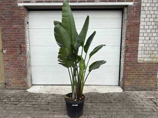 Paradiesvogelpflanze – Strelitzia Augusta – Höhe ca. 200 cm