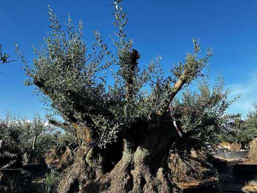 Tausendjähriger Olivenbaum