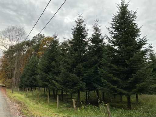 Kerstboom nordmann 5 tot 7 meter Sierboom