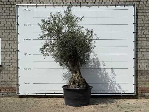 Bonsai d'ulivo - Olea Europaea - circa 80 anni - altezza circa 260 cm