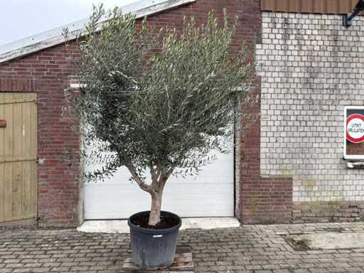 Olivier Andalousie XL - Olea Europaea - 75 ans - taille environ 250 cm