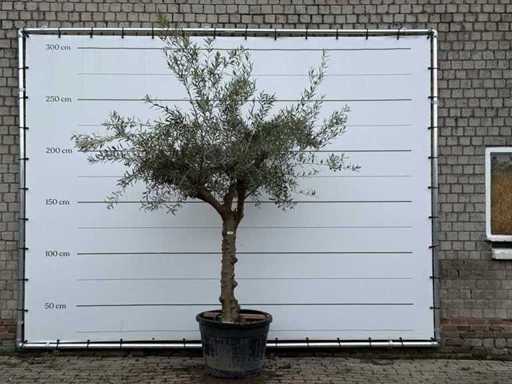 Tronco giocoso di ulivo Hojiblanca - Olea Europaea - circa 40 anni - altezza circa 250 cm