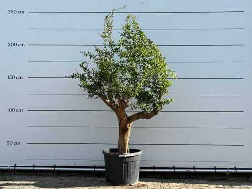 Melograno - Punica Granatum - altezza circa 220 cm
