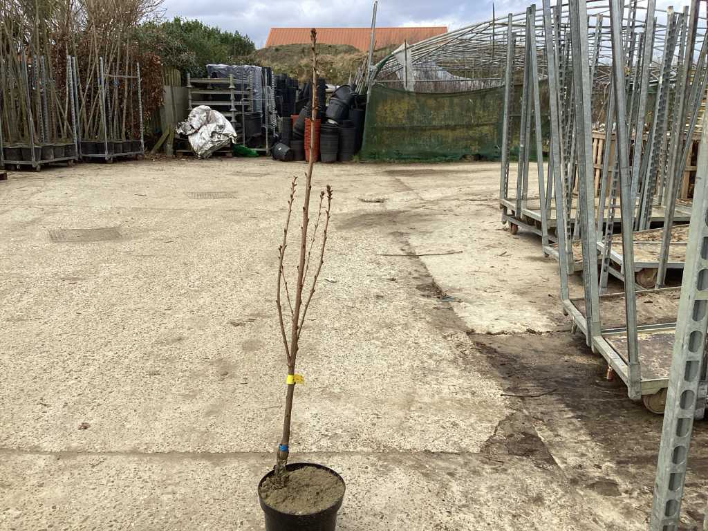 10 Prunus amanogawa